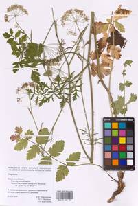 Pimpinella, Eastern Europe, Central region (E4) (Russia)