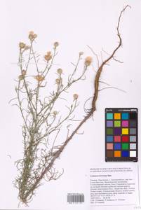 Centaurea breviceps Iljin, Eastern Europe, South Ukrainian region (E12) (Ukraine)