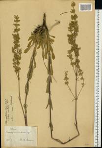 Silene densiflora d'Urv., Eastern Europe, South Ukrainian region (E12) (Ukraine)
