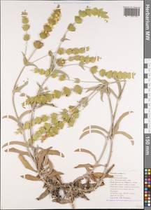 Sideritis taurica Steph. ex Willd., Caucasus, Black Sea Shore (from Novorossiysk to Adler) (K3) (Russia)
