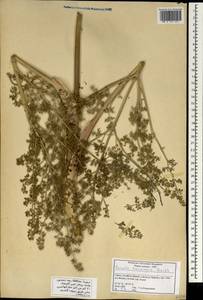 Ferula hermonis Boiss., South Asia, South Asia (Asia outside ex-Soviet states and Mongolia) (ASIA) (Syria)