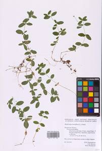 Moehringia lateriflora (L.) Fenzl, Eastern Europe, Central region (E4) (Russia)