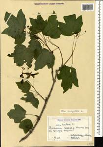 Acer campestre L., Caucasus, Georgia (K4) (Georgia)