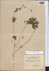 Geranium collinum Stephan ex Willd., Middle Asia, Western Tian Shan & Karatau (M3) (Uzbekistan)