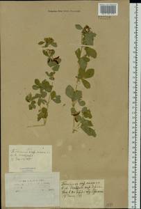 Medicago platycarpos (L.) Trautv., Siberia, Altai & Sayany Mountains (S2) (Russia)