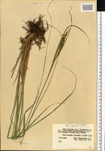 Carex aquatilis Wahlenb., Eastern Europe, Belarus (E3a) (Belarus)