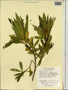 Dodonaea viscosa, South Asia, South Asia (Asia outside ex-Soviet states and Mongolia) (ASIA) (China)