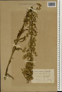 Erigeron canadensis L., South Asia, South Asia (Asia outside ex-Soviet states and Mongolia) (ASIA) (Turkey)