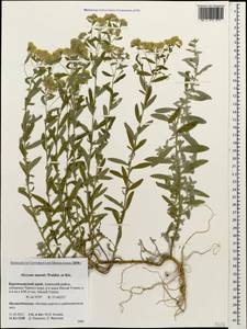 Odontarrhena muralis (Waldst. & Kit.) Endl., Caucasus, Krasnodar Krai & Adygea (K1a) (Russia)