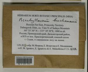 Brachythecium buchananii (Hook.) A. Jaeger, Bryophytes, Bryophytes - Russian Far East (excl. Chukotka & Kamchatka) (B20) (Russia)