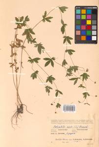 Potentilla erecta (L.) Raeusch., Eastern Europe, Western region (E3) (Russia)