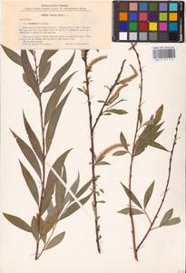 Salix alba × vitellina, Eastern Europe, Latvia (E2b) (Latvia)