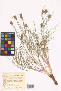 Scorzonera cana (C. A. Mey.) O. Hoffm., Eastern Europe, Lower Volga region (E9) (Russia)