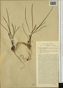 Romulea bulbocodium (L.) Sebast. & Mauri, Western Europe (EUR) (Italy)