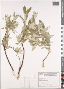 Salix lapponum L., Siberia, Central Siberia (S3) (Russia)