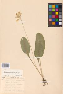 Primula veris subsp. macrocalyx (Bunge) Lüdi, Siberia, Russian Far East (S6) (Russia)