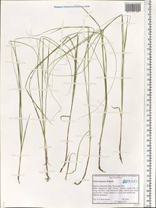 Carex praecox Schreb., Eastern Europe, Northern region (E1) (Russia)