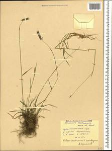 Hordeum brevisubulatum (Trin.) Link, Caucasus, North Ossetia, Ingushetia & Chechnya (K1c) (Russia)