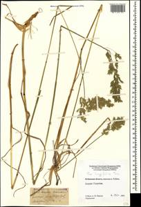 Poa longifolia Trin., Caucasus, Stavropol Krai, Karachay-Cherkessia & Kabardino-Balkaria (K1b) (Russia)