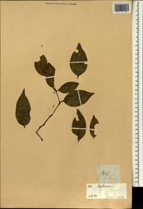Celastraceae, South Asia, South Asia (Asia outside ex-Soviet states and Mongolia) (ASIA) (Philippines)