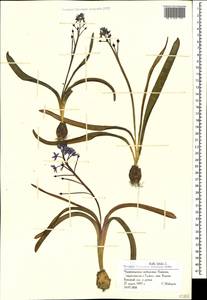Scilla bifolia L., Caucasus, Black Sea Shore (from Novorossiysk to Adler) (K3) (Russia)