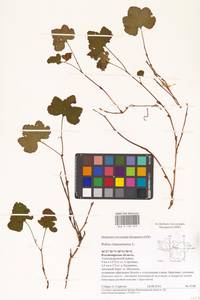 Rubus chamaemorus L., Eastern Europe, Central region (E4) (Russia)