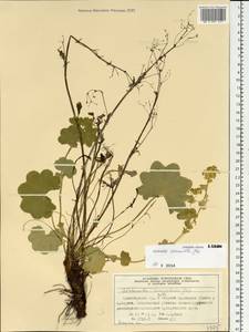 Alchemilla commixta Juz., Siberia, Central Siberia (S3) (Russia)