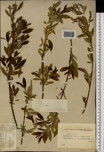 Salix alba × pentandra, Eastern Europe, Middle Volga region (E8) (Russia)