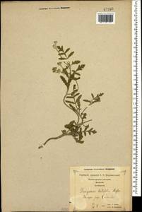 Turgenia latifolia (L.) Hoffm., Caucasus, Georgia (K4) (Georgia)