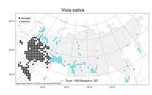 Vicia sativa L., Atlas of the Russian Flora (FLORUS) (Russia)