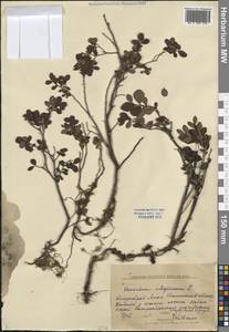 Vaccinium uliginosum L., Siberia, Western Siberia (S1) (Russia)