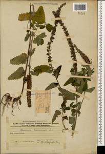 Teucrium hircanicum L., Caucasus, Azerbaijan (K6) (Azerbaijan)