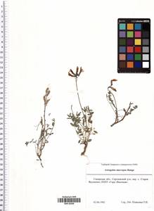 Astragalus macropus Bunge, Eastern Europe, Middle Volga region (E8) (Russia)