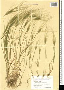 Taeniatherum caput-medusae (L.) Nevski, Crimea (KRYM) (Russia)