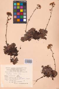 Saxifraga paniculata subsp. paniculata, Eastern Europe, West Ukrainian region (E13) (Ukraine)