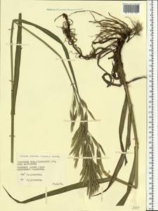 Bromus inermis Leyss., Eastern Europe, Belarus (E3a) (Belarus)