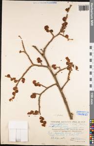 Ulmus glabra Huds., Eastern Europe, North Ukrainian region (E11) (Ukraine)