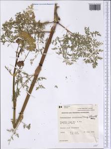 Cnidium cnidiifolium (Turcz.) Schischk., America (AMER) (Canada)