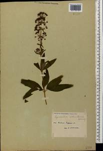 Lysimachia verticillaris Spreng., Caucasus, Stavropol Krai, Karachay-Cherkessia & Kabardino-Balkaria (K1b) (Russia)