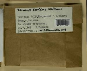 Dicranum laevidens R.S. Williams, Bryophytes, Bryophytes - Yakutia (B19) (Russia)