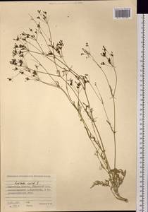 Carum carvi L., Siberia, Western Siberia (S1) (Russia)