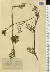 Kadenia dubia (Schkuhr) Lavrova & V.N.Tikhom., Eastern Europe, Western region (E3) (Russia)