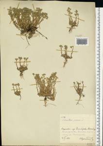 Scleranthus perennis, Eastern Europe, Moscow region (E4a) (Russia)