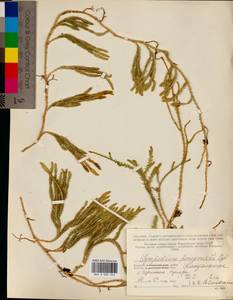 Spinulum annotinum subsp. dubium (Zoëga) J.H.Xue, Chepinoga & K.P.Ma, Eastern Europe, Northern region (E1) (Russia)