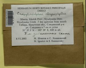 Campylium chrysophyllum (Brid.) Lange, Bryophytes, Bryophytes - Baikal & Transbaikal regions (B18) (Russia)