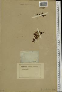 Swertia dichotoma L., Siberia, Baikal & Transbaikal region (S4) (Russia)