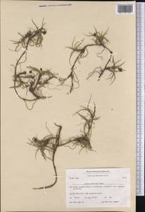 Carex maritima Gunnerus, America (AMER) (Greenland)