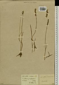 Spiranthes australis (R.Br.) Lindl., Siberia, Baikal & Transbaikal region (S4) (Russia)