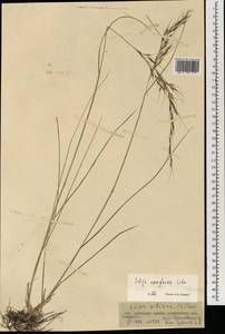 Achnatherum confusum (Litv.) Tzvelev, Mongolia (MONG) (Mongolia)