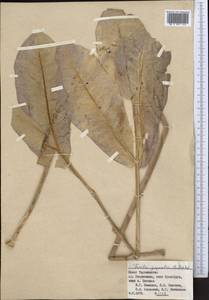 Ferula gigantea B. Fedtsch., Middle Asia, Pamir & Pamiro-Alai (M2) (Tajikistan)